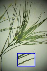 Attēlu rezultāti vaicājumam “Najas minor”