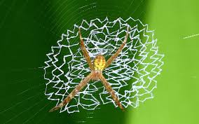 Image result for st andrews cross spider