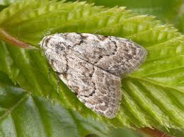 Attēlu rezultāti vaicājumam “Nola confusalis”