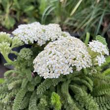 Attēlu rezultāti vaicājumam “Achillea salicifolia flower”