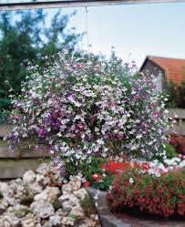 Image result for Lobelien