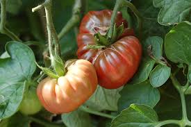 Attēlu rezultāti vaicājumam “Lycopersicon esculentum”