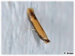 Attēlu rezultāti vaicājumam “Tischeriidae”