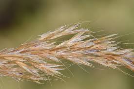 Attēlu rezultāti vaicājumam “Trisetum flavescens flower”