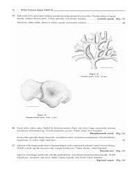 Attēlu rezultāti vaicājumam “Cribraria costata stalked”