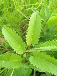 Attēlu rezultāti vaicājumam “Sanguisorba officinalis leaf”