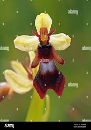Attēlu rezultāti vaicājumam “Ophrys insectifera flower”