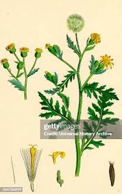 Attēlu rezultāti vaicājumam “Senecio viscosus flower”