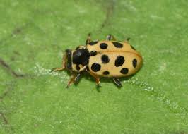 Attēlu rezultāti vaicājumam “Hippodamia tredecimpunctata”