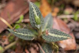 Attēlu rezultāti vaicājumam “Goodyera repens leaf”
