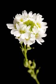 Attēlu rezultāti vaicājumam “Berteroa incana flower”