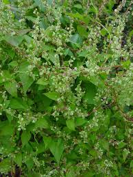 Attēlu rezultāti vaicājumam “Fallopia dumetorum”