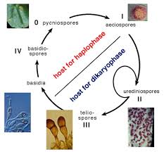 Attēlu rezultāti vaicājumam “Tranzschelia pruni-spinosae spores”