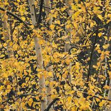 Attēlu rezultāti vaicājumam “Betula pubescens”