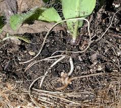 Attēlu rezultāti vaicājumam “Pilosella officinarum bud”