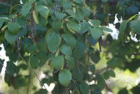 Attēlu rezultāti vaicājumam “Betula pubescens leaf”