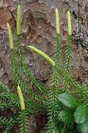 Attēlu rezultāti vaicājumam “Lycopodium dubium”