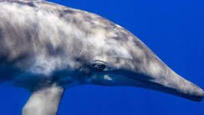 Image result for Durley Dolphin Diver