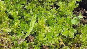 Attēlu rezultāti vaicājumam “Plagiomnium affine sporophyte”