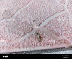 Attēlu rezultāti vaicājumam “Acantholyda posticalis”