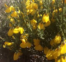 Image result for Cytisus scoparius