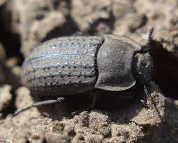 Attēlu rezultāti vaicājumam “Opatrum sabulosum”