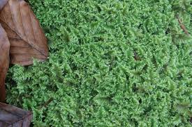 Attēlu rezultāti vaicājumam “Ctenidium molluscum”