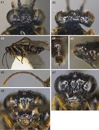 Attēlu rezultāti vaicājumam “Tischeria complanella larva”