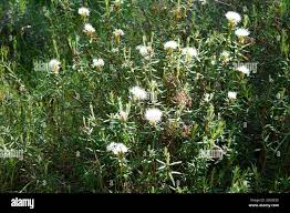 Attēlu rezultāti vaicājumam “Ledum palustre”