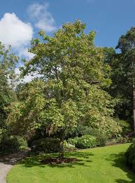 Attēlu rezultāti vaicājumam “Catalpa ovata fruit”