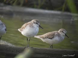 Image result for Calidris pusilla