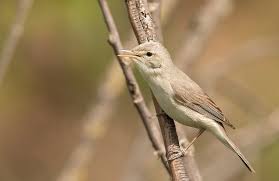 Image result for Hippolais pallida