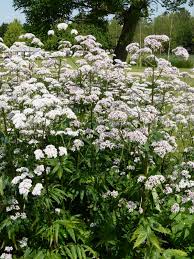 Image result for Baldrian