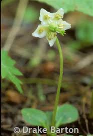Attēlu rezultāti vaicājumam “Moneses uniflora fruit”
