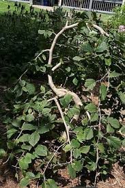 Attēlu rezultāti vaicājumam “Hamamelis japonica”