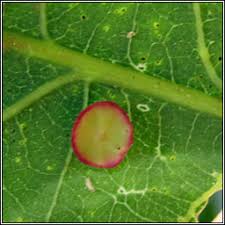 Attēlu rezultāti vaicājumam “Neuroterus albipes”