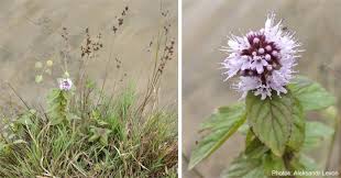 Attēlu rezultāti vaicājumam “Mentha aquatica”