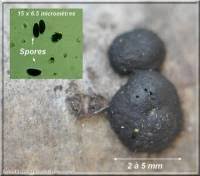 Attēlu rezultāti vaicājumam “Hypoxylon fuscum”