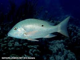 Image result for Lutjanus analis