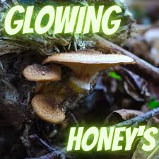 Attēlu rezultāti vaicājumam “Armillaria sp.”