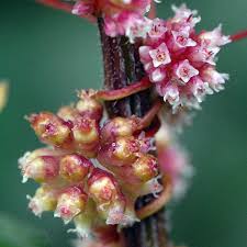 Attēlu rezultāti vaicājumam “Cuscuta europaea flower”