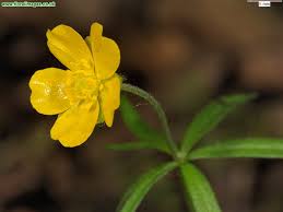 Attēlu rezultāti vaicājumam “Ranunculus auricomus”