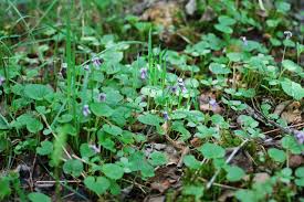 Attēlu rezultāti vaicājumam “Viola palustris”