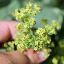 Image result for Frauenmantel