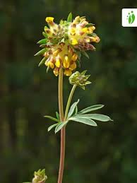 Image result for Anthyllis vulneraria