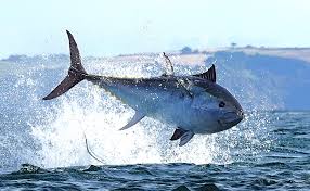 Image result for giant tuna