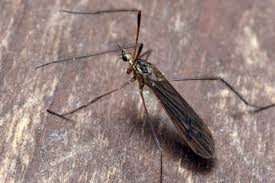 Attēlu rezultāti vaicājumam “Limoniidae”