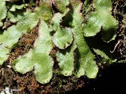 Attēlu rezultāti vaicājumam “Reboulia hemisphaerica”