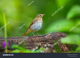 Image result for Catharus ustulatus