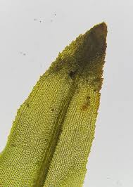 Attēlu rezultāti vaicājumam “Dichodontium pellucidum”